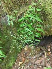 Campanula divaricata