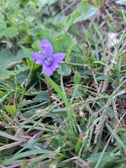 Viola