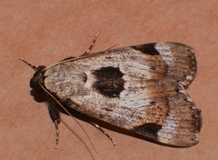 Audea irioleuca