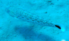 Parapercis hexophtalma