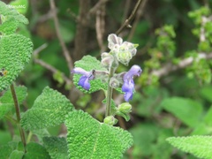 Salvia keerlii