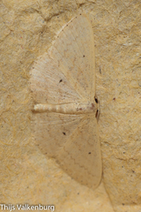 Scopula minorata