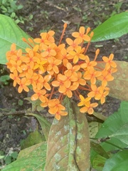 Ixora congesta
