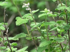 Salvia keerlii