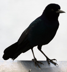 Quiscalus major westoni