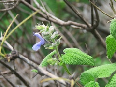 Salvia keerlii