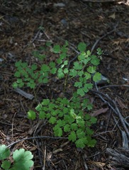 Thalictrum sparsiflorum