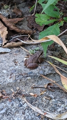 Pseudacris triseriata