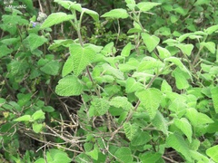 Salvia keerlii