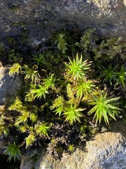 Polytrichum formosum