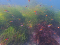 Chromis punctipinnis