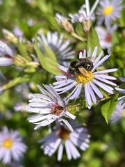 Symphyotrichum puniceum