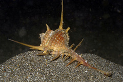 Murex tenuirostrum