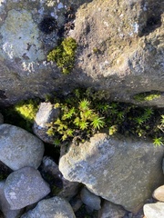 Polytrichum formosum
