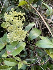 Condylocarpon