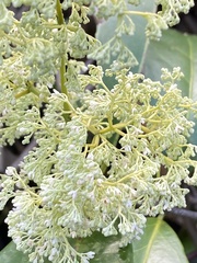 Condylocarpon