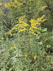 Solidago odora