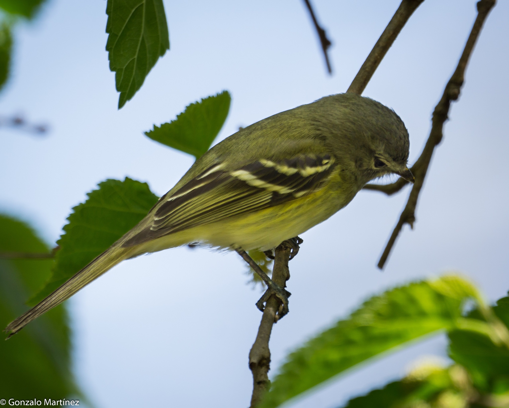 Sclater's Tyrannulet (Phyllomyias sclateri), photo 6
