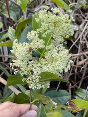 Condylocarpon