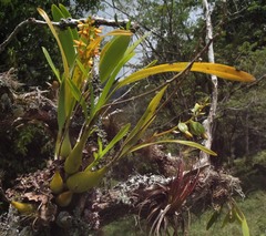 Prosthechea ochracea