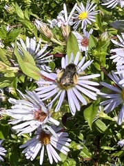 Symphyotrichum puniceum