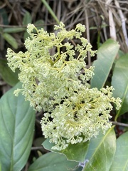 Condylocarpon