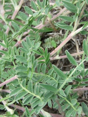 Astragalus hypoleucus