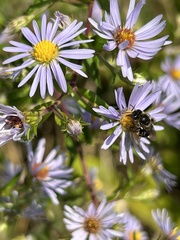 Symphyotrichum puniceum