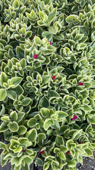 Mesembryanthemum cordifolium