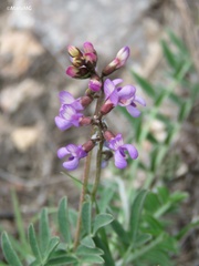 Astragalus hypoleucus