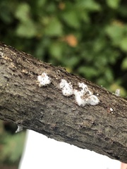 Lymantria dispar
