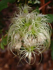 Clematis ligusticifolia