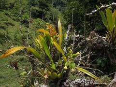 Prosthechea ochracea