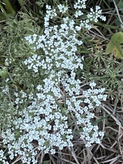 Daucus carota
