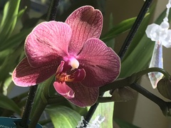 Phalaenopsis