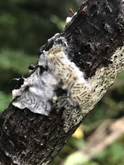 Lymantria dispar