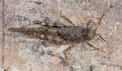 Oedipodinae