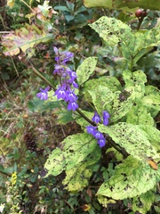 Lobelia amoena