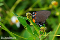 Atlides halesus