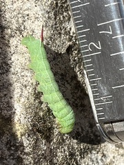 Amphion floridensis