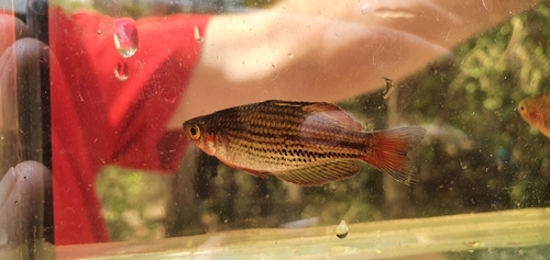 Dwarf rainbowfish (Melanotaenia maccullochi) — Melanotaeniidae — 5