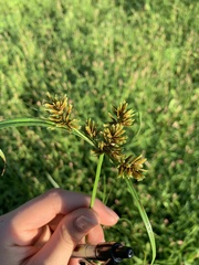Cyperus