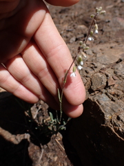 Boechera retrofracta