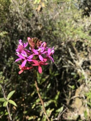 Epidendrum