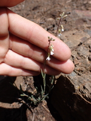 Boechera retrofracta