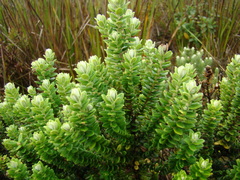 Baccharis uncinella