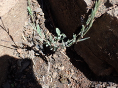 Boechera retrofracta