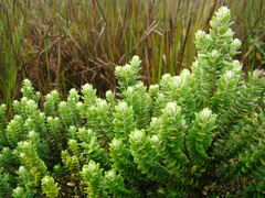 Baccharis uncinella