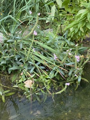 Stachys palustris