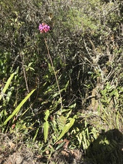 Epidendrum
